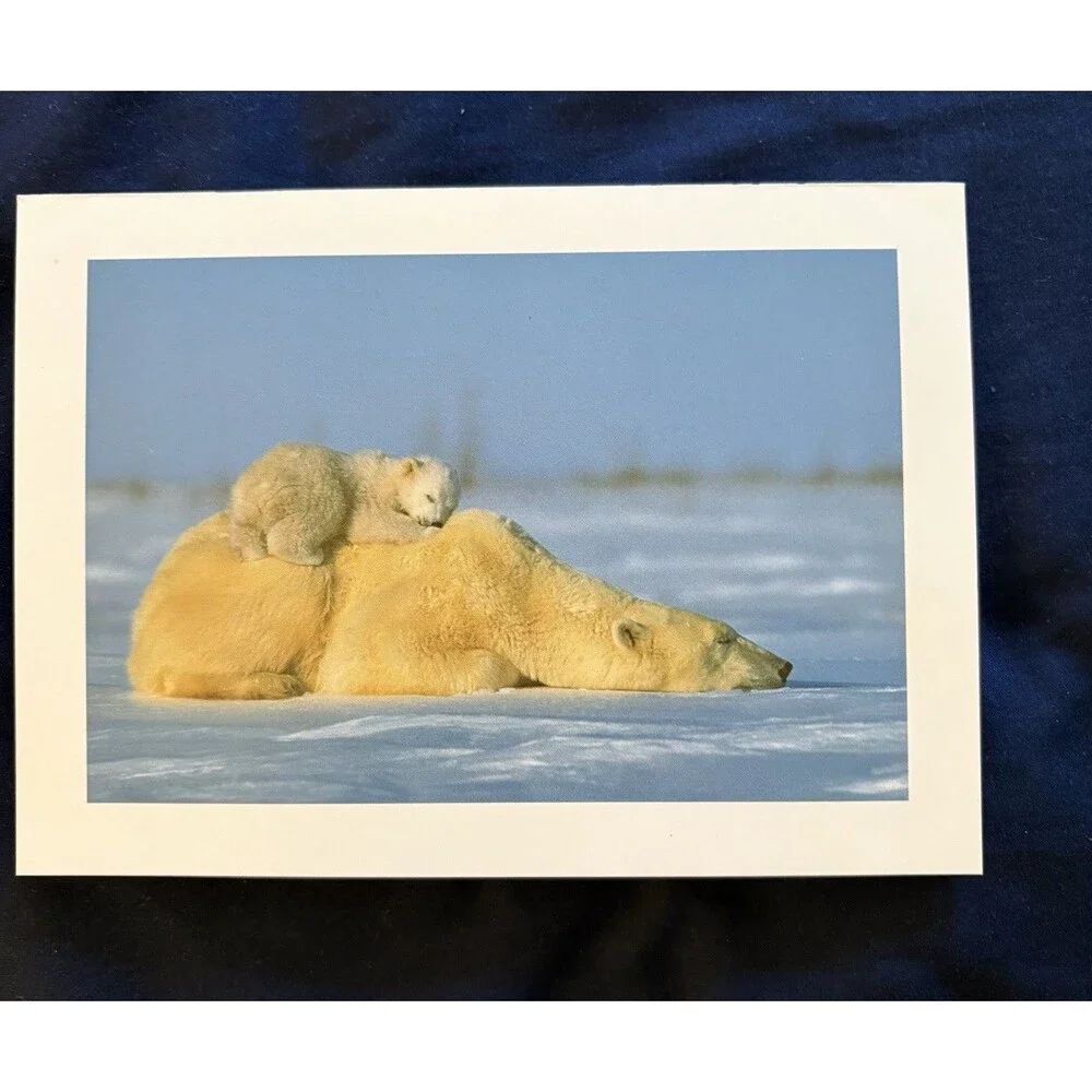 Generic Card with White Envelope | Polar Bear With Baby design by EDF